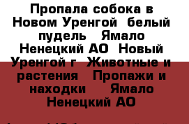 Пропала собока в Новом Уренгой, белый пудель - Ямало-Ненецкий АО, Новый Уренгой г. Животные и растения » Пропажи и находки   . Ямало-Ненецкий АО